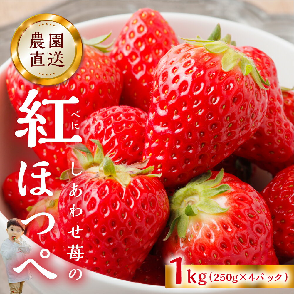 【ふるさと納税】【2026年1月以降発送】 自宅用 いちご 紅ほっぺ 1kg (250g × 4p) [しあわせ苺] サイズ バラバラ 訳あり 訳アリ 農園直送 フルーツ 果物 苺 イチゴ 子ども 大人 人気 小分け 簡易梱包 家庭用 産地直送 先行予約 岐阜 期間限定 [nt524]