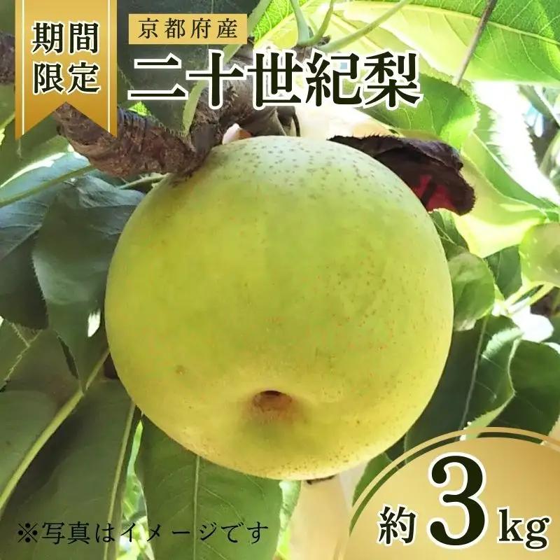 【先行予約 数量限定】梨 2026年度産 二十世紀梨 約3kg (7～10玉入り)  梨