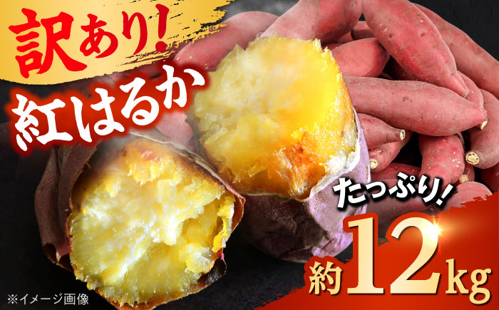 
            【先行予約】 【訳あり】 【数量限定】 紅はるか さつまいも 約12kg 1箱【Shiro Planning 株式会社】さつまいも 紅はるか 芋 サツマイモ 甘い 焼き芋 スイートポテト 熊本県産 ねっとり [AYAJ001]
          