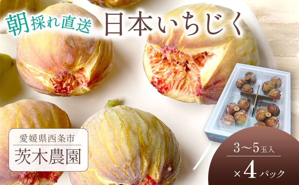
                  いちじく 朝どりそのまま直送 日本いちじく イチジク 3～5玉入×4パック 【2026年7月下旬～10月頃発送】　茨木農園 いちじく 日本いちじく 無花果 朝採れ 産地直送 愛媛県 西条市  【オンライン決済限定】
                