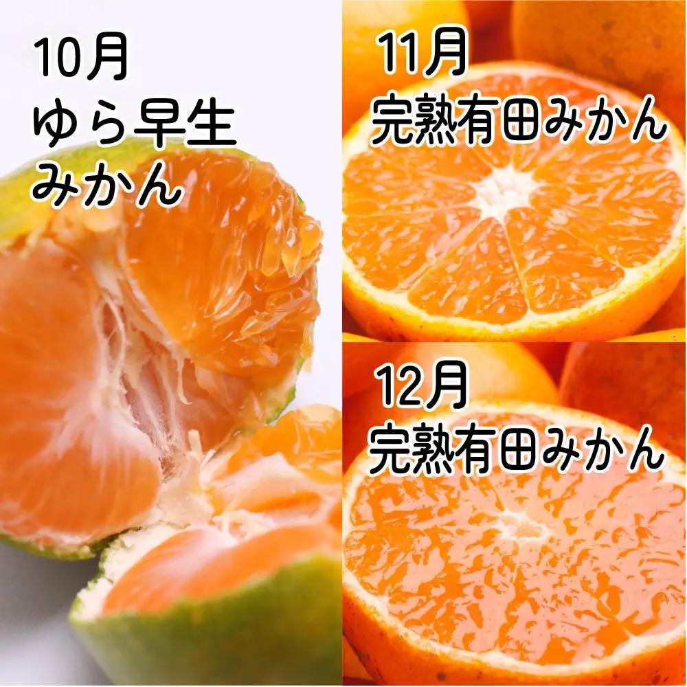 家庭用 柑橘定期便S（10～12月）全3回 ［IKE306］