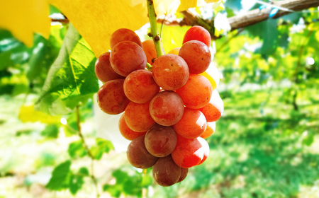 たっぷり日光を浴びたみずみずしい種無しぶどう3種セット ( シャインマスカット ＋ 旬なぶどう ) 約4kg 産地直送 フルーツ マスカット 果物 高級 ぶどう【2026年9月下旬-10月上旬順次発送