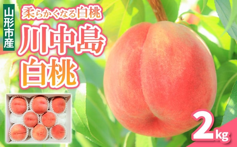 
            柔らかくなる 川中島 白桃 秀品 2kg (5個～8個)【令和8年産先行予約】FS25-145
          