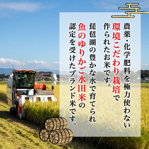 数量限定 先行予約 令和7年度産 みずかがみ 5kg×2袋 白米 米 コメ お米 新米 ご飯 ごはん 10kg 10 令和7年 7年 滋賀 彦根