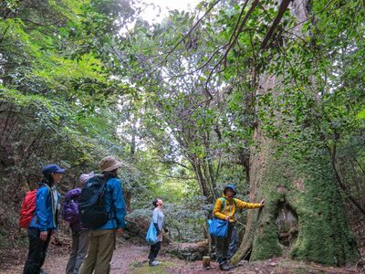 春日山原始林ガイドウォーク 旅行 旅 体験 ツアー 原始林 世界遺産 山 春日山 スギ ギフト プレゼント 贈答品 お礼の品 F-88 奈良 なら 旅行 旅 体験 ツアー 原始林 世界遺産 山 春日山 スギ 旅行 旅 体験 ツアー 原始林 世界遺産 山 春日山 スギ 旅行 旅 体験 ツアー 原始林 世界遺産 山 春日山 スギ 旅行 旅 体験 ツアー 原始林 世界遺産 山 春日山 スギ 旅行 旅 体験 ツアー 原始林 世界遺産 山 春日山 スギ 旅行 旅 体験 ツアー 原始林 世界遺産 山 春日山 スギ 旅行