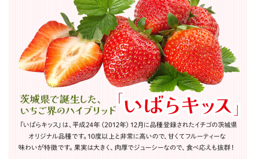 ＜先行予約受付中！2027年1月上旬以降順次発送＞いばらキッス1セット（大粒9～12粒） いちご イチゴ 苺 旬 フルーツ 青果 果物 デザート 茨城 冷蔵 【たつのくち農園】【ho1464】
