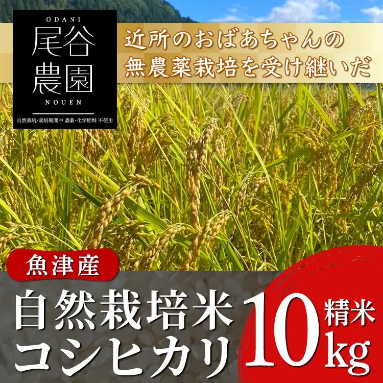 【早期予約】【6ヶ月定期便】【令和8年度産米】尾谷農園 自然栽培米コシヒカリ 精米10kg ※2026年10月～発送