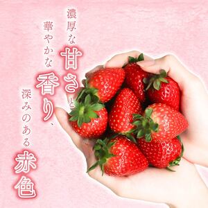 冷凍いちご（古都華）1ｋｇ【mbi01】