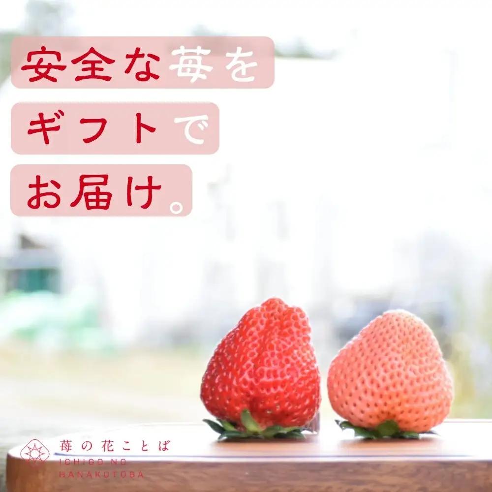 先行予約  定期便 6回【12～5月発送】いちごの定期配送 雪国完熟いちご越後姫 ダブル（約760g×全6回） 越後姫 いちご 苺の花ことば