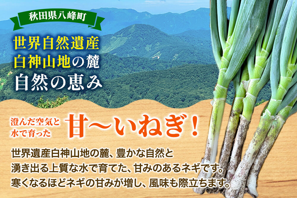 土付きねぎ 八峰町産 約4kg サイズいろいろミックス 25本前後 [産地直送 野菜 ネギ 白ねぎ 長ねぎ 秋田県産]