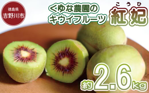 訳あり キウイフルーツ 紅妃 2.6kg 先行予約 2025年10月上旬～ 年内に発送予定 紅妃 レインボーレッド キウイ 国産 果物 デザート スイーツ ケーキ ゼリー ジュース ジャム シャーベット アイス  フルーツ ギフト プレゼント 贈答 送料無料 徳島県 吉野川市 くゆな農園