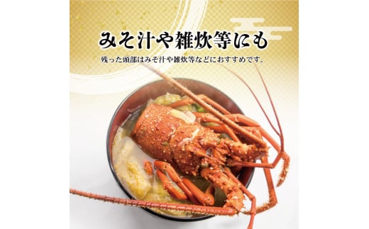 2月直送便 土佐獲れ 活伊勢海老 約700g（２尾～４尾） 天然 