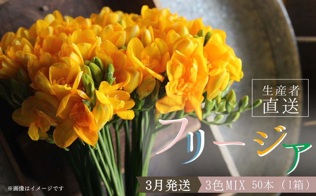 3月発送：優しい香り フリージア 3色セット　50本 生産者直送 直送 生花 切り花 花 はな 春 先行予約 予約 茨城県 利根町
