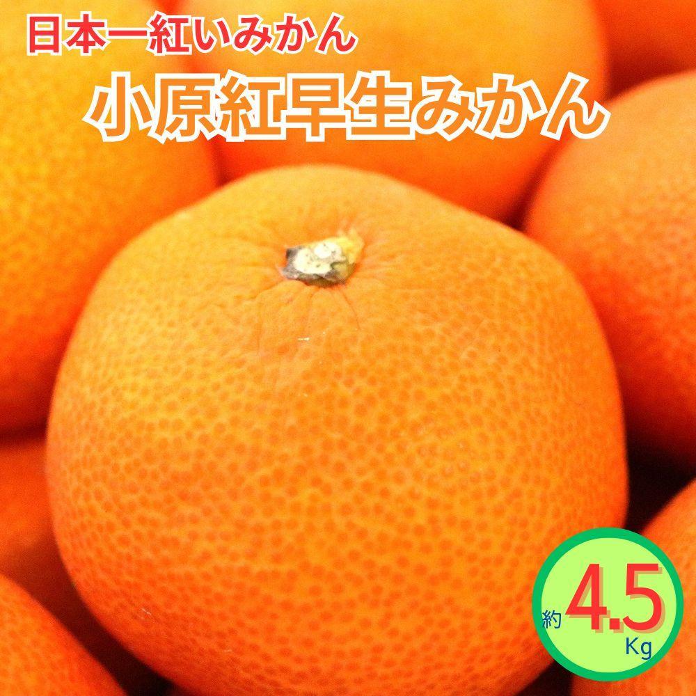 【ふるさと納税】小原紅早生みかん（露地）約4.5kg | フルーツ 果物 くだもの 食品 人気 おすすめ 送料無料