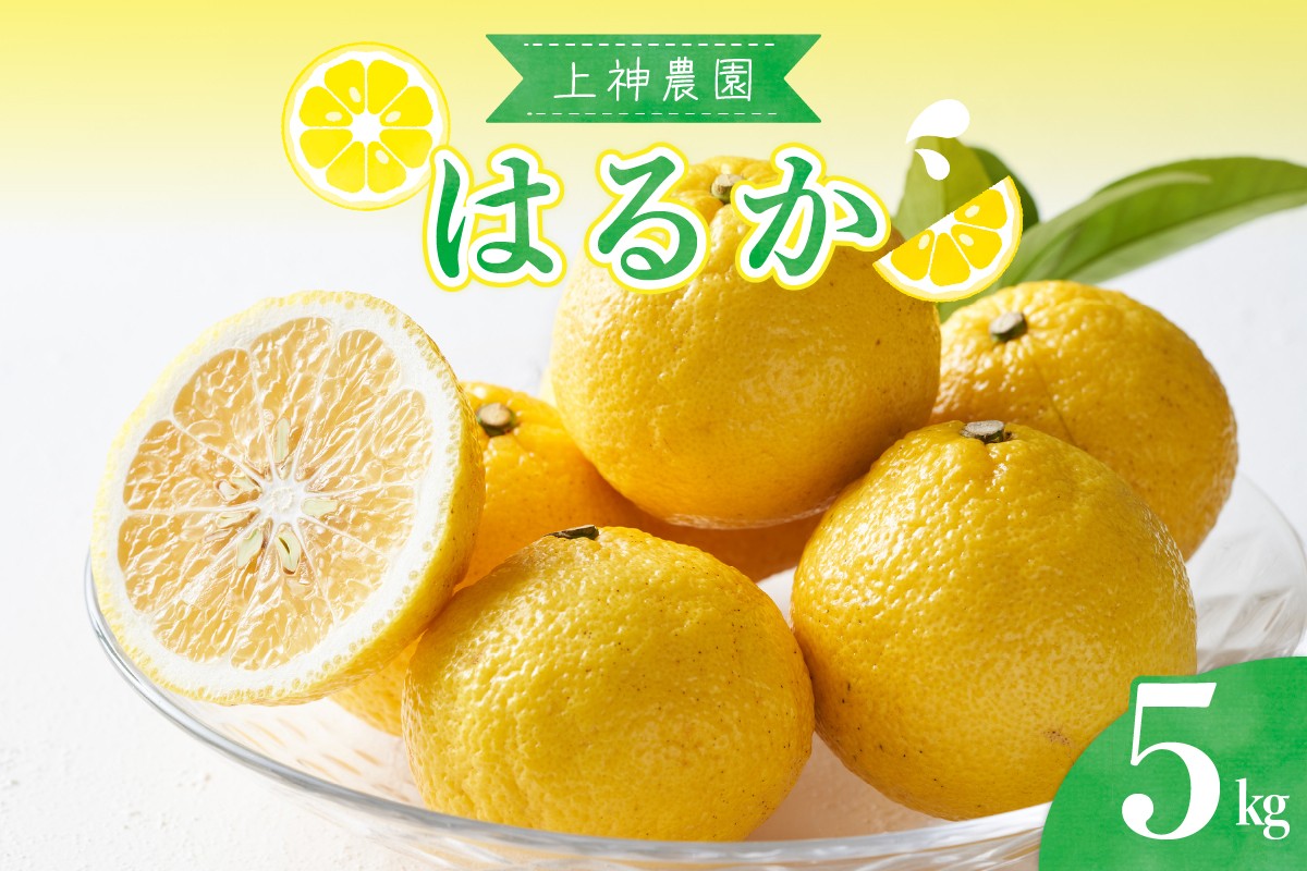 
            【2026年2月下旬～発送】上神農園のはるか 約5kg ku011-011-25
          