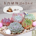 【ふるさと納税】多肉植物 人気 詰め合わせ 寄せ植え インテリア 自然 可愛い ナチュラル 緑 初心者 おすすめ たこ焼き 風