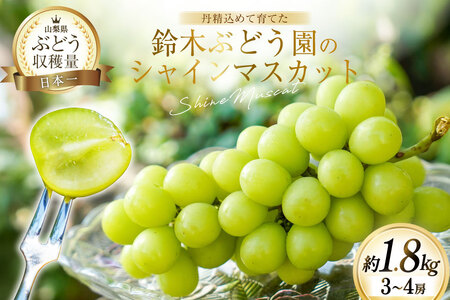 【先行受付】鈴木ぶどう園のシャインマスカット（3～4房 約1.8kg） [鈴木ぶどう園 山梨県 韮崎市 20743248] シャインマスカット ぶどう ブドウ 葡萄 フルーツ 果物 期間限定 季節限定