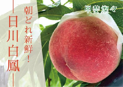 【先行予約2024年/令和6年発送分】日川白鳳　1.8kg相当