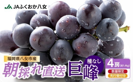 種なし 巨峰 1.4kg（350g×4パック）【ＪＡふくおか八女】｜7月上旬～8月上旬発送予定　種無し ぶどう ブドウ 産地直送 朝もぎ もぎたて 九州 福岡