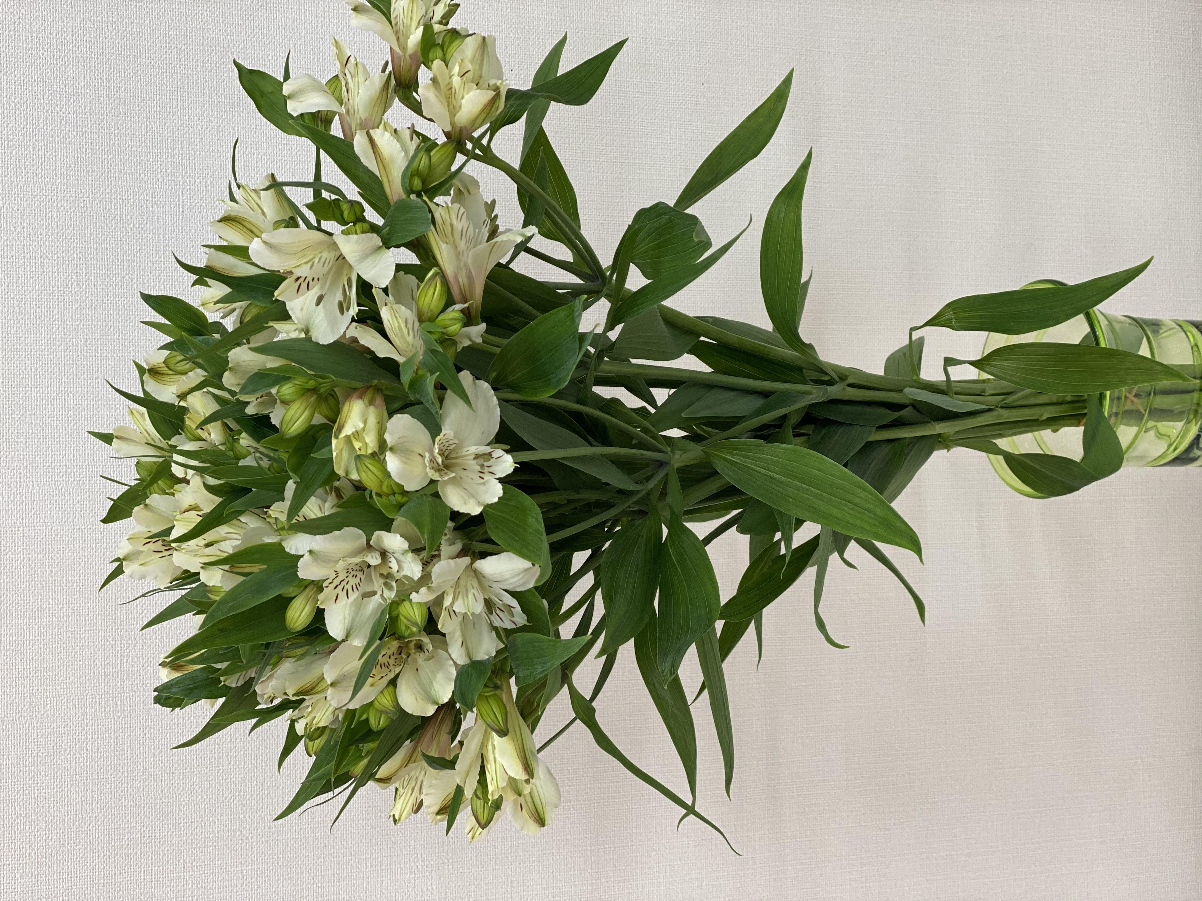 アルストロメリア 1束 ( 10本入り ) ホワイト系 切り花