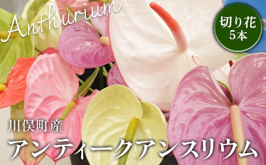 
                  川俣町産 アンティーク アンスリウム 福島県 ハウス 栽培 インテリア 自然 植物  花 切り花 FAF-0242
                
