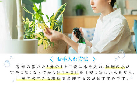 南国植物とやちむんのグリーンセット 観葉植物 エアープランツ インテリア 雑貨 小物 おしゃれ ナチュラル 沖縄市 / 草花屋ふれあい[BCDX001]