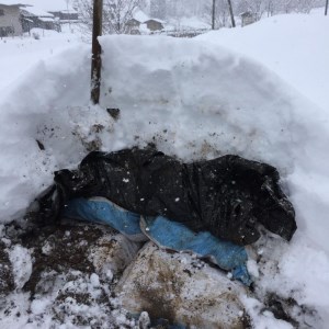 【1月下旬～2月下旬発送】《先行予約》飛騨 山之村 清水さんちの「寒熟だいこん」完熟大根 約4.5kg 2～6本 野菜 産地直送 ダイコン 鍋 おでん 煮物[A0122wxch] 