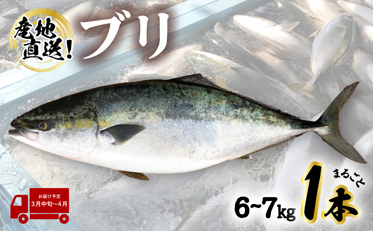 
【先行予約】 産地直送！ 超特大！海陽町よりブリまるごと１本をお届け！ ぶり 鰤 海鮮 新鮮 魚 国産 ぶりしゃぶ 【2025年3月中旬～4月にお届け】
