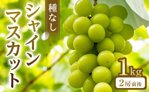 
                  270.【先行予約】シャインマスカット(種無し) 1kg前後 ※2026年8月下旬～9月下旬頃に順次発送予定【 シャインマスカット マスカット 葡萄 ぶどう 果物 フルーツ くだもの 鳥取県 北栄町 おすすめ 人気 送料無料】
                