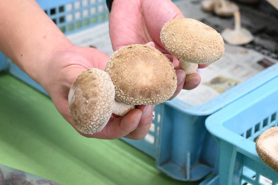 奈井江町産乾しいたけの出汁使用　※返礼品は醤油です。椎茸は付属しておりません。