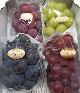 世羅産ぶどう食べ比べセット 約2kg【先行予約・数量限定】カナダ人農園主 ぶどう ブドウ マスカット フルーツ 果物 くだもの 産地直送 世羅 ラピアビンヤード【2026年9月下旬以降順次発送】 A0