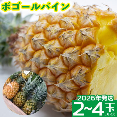 【ふるさと納税】2026年発送【羽地の駅】ボゴールパイン2～4玉 2.4kg以上 沖縄 おきなわ 国産 県産 お取り寄せ 人気 こだわり ギフト くだもの あまい 魅力 お土産 食べ物 果物 名護 やんばる なご 南国 トロピカル 夏