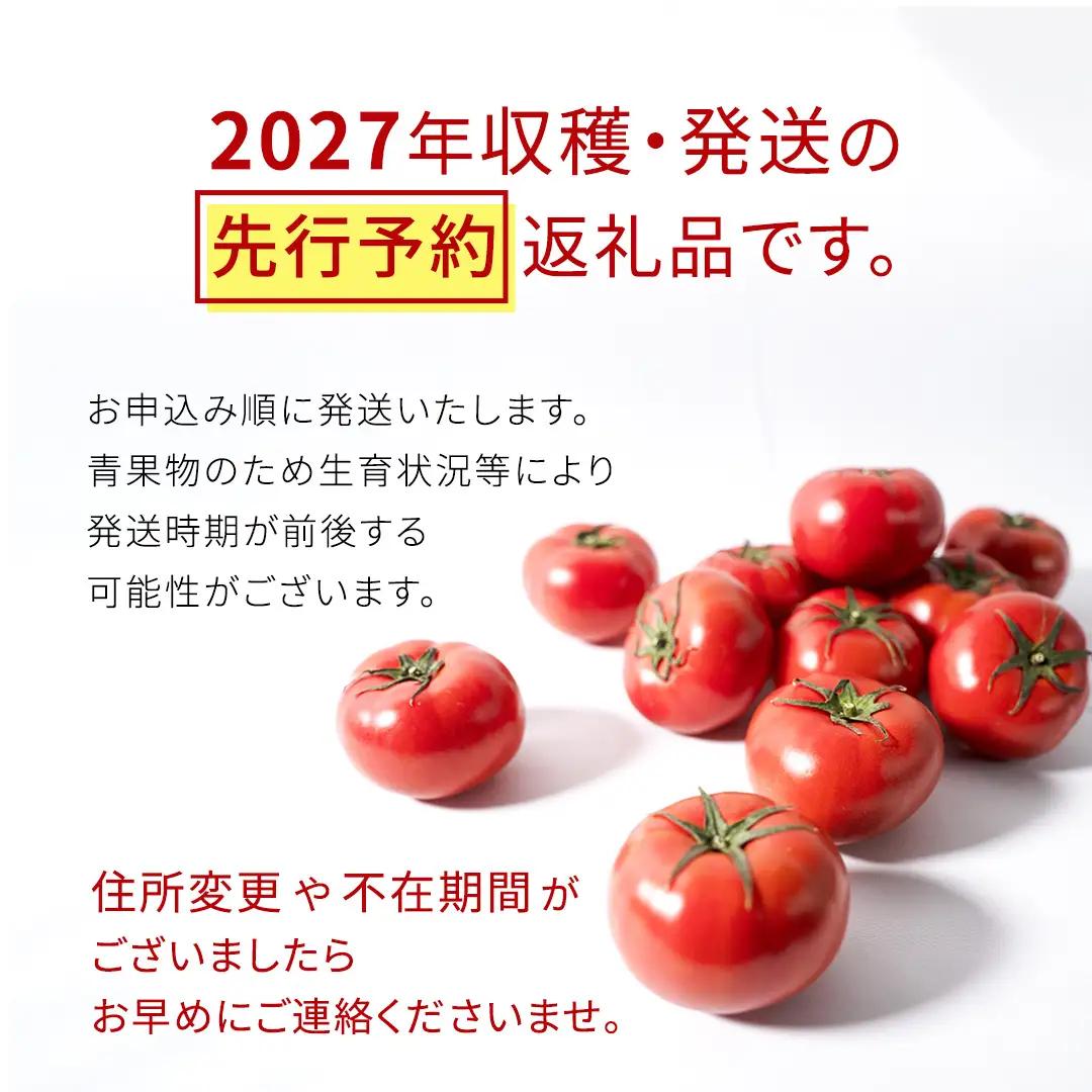 《 2027年 収穫分 》2～6月配送 スーパーフルーツトマト てるて姫 大箱 約2.6kg × 1箱 【20～35玉/1箱】 糖度9度以上 先行予約 フルーツトマト ブランドトマト 野菜 ギフト 贈