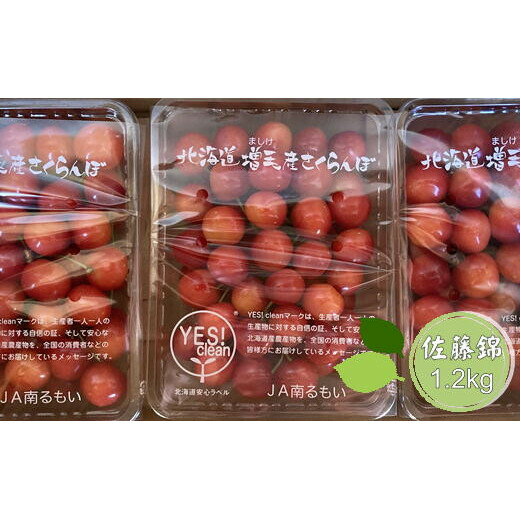 【ふるさと納税】8-022-007　尾久果樹園のさくらんぼ 佐藤錦（2L）1.2kg　お届け：7月5日～20日まで順次発送　※収穫状況により前後あり