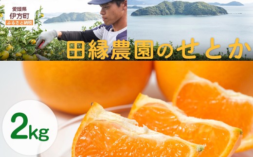 【先行予約】【数量限定】田縁農園のせとか2kg  ※離島への配送不可 （2027年3月5日より順次発送） 【 ふるさと納税 人気 おすすめ ランキング みかん ミカン 蜜柑 せとか フルーツ 果物 愛媛県産 田縁農園 愛媛県 伊方町 送料無料 】 IKTA027