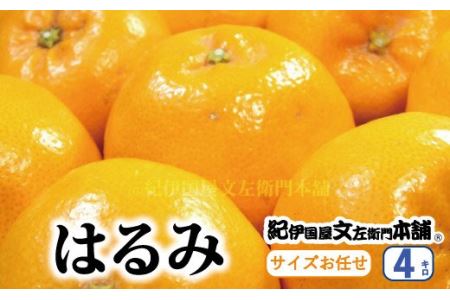 はるみ 約4kg/サイズおまかせ　※2026年1月下旬～3月中旬頃に順次発送予定(お届け日指定不可)　紀伊国屋文左衛門本舗　【kztb460B】