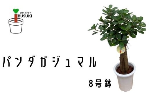 
1月上旬～発送【観葉植物】パンダガジュマル8号(前園植物園/055-1452) 南国鹿児島県で育った 観葉植物！植物 鉢付 インテリア 室内 オフィス おしゃれ プレゼント ギフト 開店祝い 移転祝い マイナスイオン【配送不可地域：北海道・沖縄県・離島】
