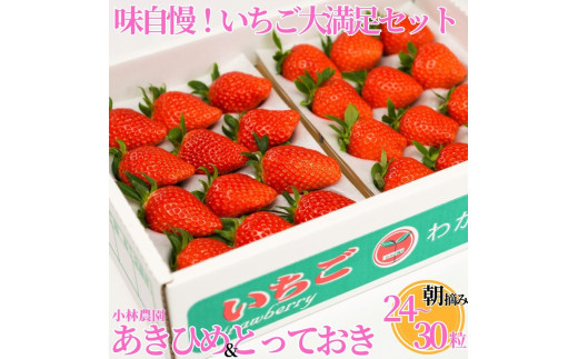 24M.■小林農園■味自慢！いちご大満足セット