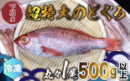 のどぐろ 500g up 1尾 特大 サイズ 冷凍 アカムツ 下関 唐戸市場 直送 ( のどぐろ 下関名産のどぐろ 下関水揚げのどぐろ 高級魚のどぐろ 白身のどぐろ 刺身や煮つけにおすすめのどぐろ お酒のつまみのどぐろ 下処理済のどぐろ 特大のどぐろ 冷凍のどぐろ 通年対応のどぐろ 鮮度抜群のどぐろ ) FY002_reitou