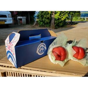 【今しか食べられない初物マンゴーネクタリン】脳内に直接響く圧倒的糖度 6月下旬より順次発送 約1kg【配送不可地域：離島・北海道・沖縄県・中国・四国・九州】【1622372】