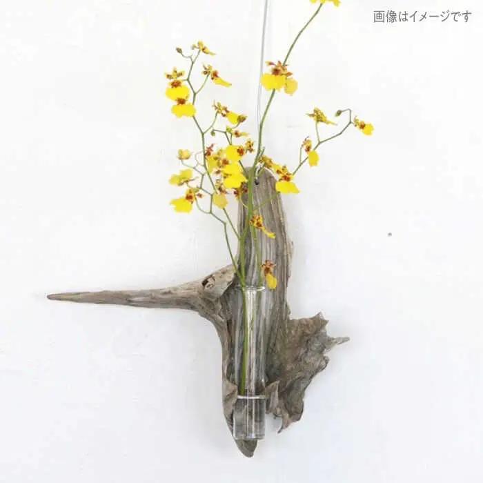 Driftwood FlowerBase 流木一輪挿し フラワーベース 糸島市 / WOOD'ARBRE(ウッドラヴル)【TIME】 インテリア 雑貨 一輪挿し [ADC003]
