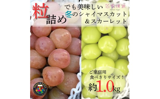 【2026年先行予約】冬季限定　SDGs　粒　 2種のぶどう　食べ比べ　シャインマスカット＆スカーレット　1kg相当　〈令和8年発送　数量限定　粒　シャインマスカット　シャイン　スカーレット　赤系ぶどう　ぶどう　葡萄　希少種　くだもの　フルーツ　ご家庭用　新鮮　果物　くだもの　産地直送　直送　笛吹　山梨〉 157-056-26y
