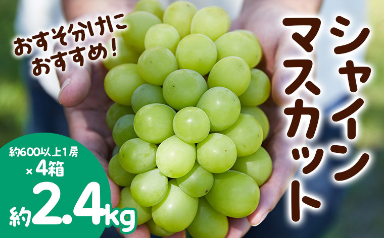 
            おすそ分けにおすすめ！シャインマスカット 秀品 約2.4kg(約600g1房×4箱) 【令和7年産先行予約】FS23-770 くだもの 果物 フルーツ 山形 山形県 山形市 2025年産
          