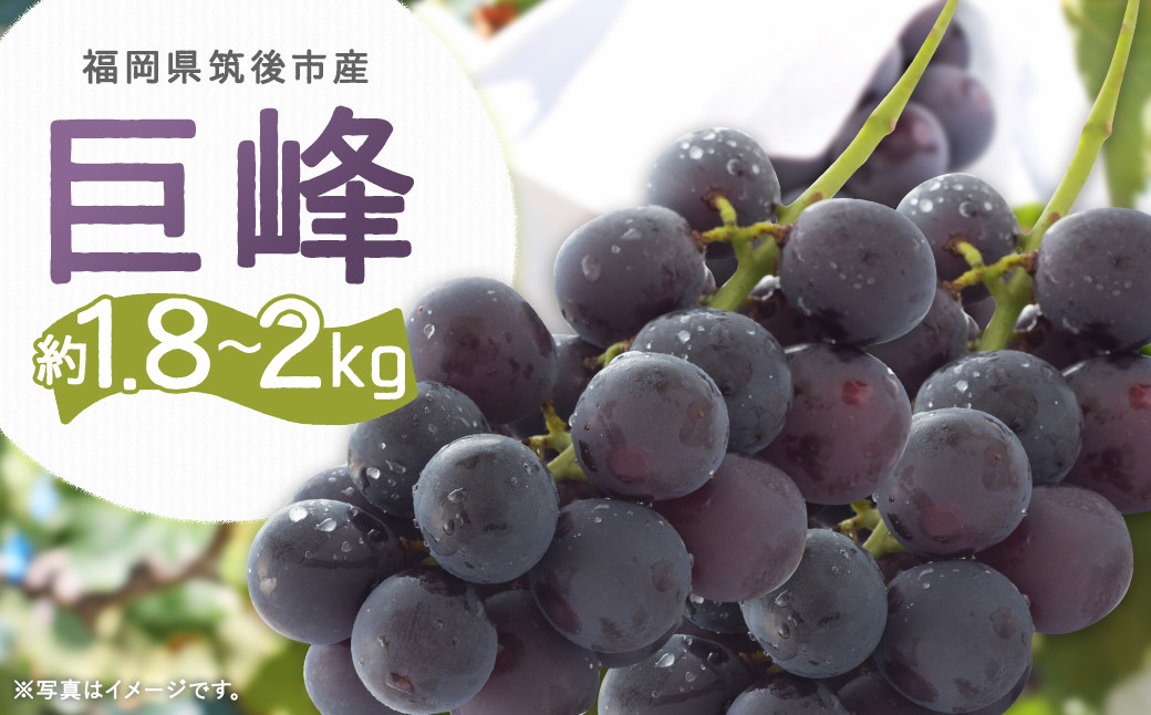 
                  【8月上旬より順次発送予定】数量限定 巨峰 約1.8kg～2kg
                