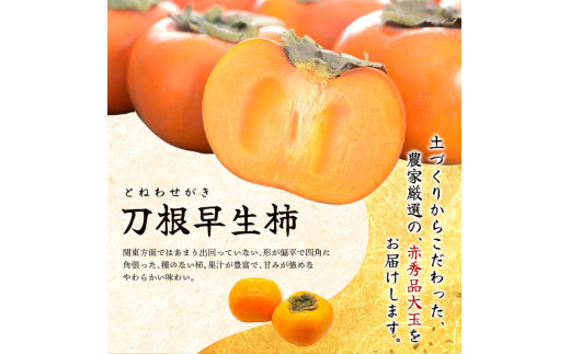 柿 種無し 赤秀品 超大玉 約1.8kg 5～6個 【先行予約】【2025年9月下旬から10月下旬頃発送】【kgr023】