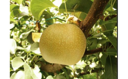 
            鳥取県産 新甘泉 “赤秀” 3kg （8〜9玉/4L～3Lサイズ）
          