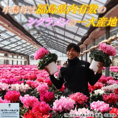 ふるさと納税 中島村 【先行予約】シクラメン6号鉢(ビクトリア)　ブルーメあぶくま |  | 02