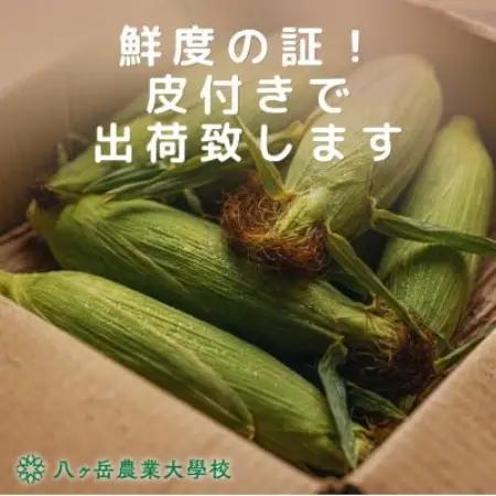 【数量限定!訳あり】フルーツのような甘さ『皮付き』生とうもろこし10本【2026年先行予約】【配送不可地域：離島】【1738515】