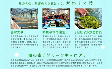 ＜2024年4月以降出荷＞海ぶどう（500g×2個セット）タレ付き