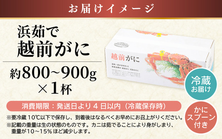 【先行予約】≪浜茹で≫ 地物！天然！越前がに 生の状態で約800g～900g × 1杯 かにスプーン付き はるか丸の船長が厳選！ 【2025年3月上旬以降順次発送予定】【冷蔵 本場の味 ボイル 越前ガ